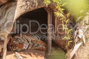 Bengal Tiger Panthera tigris