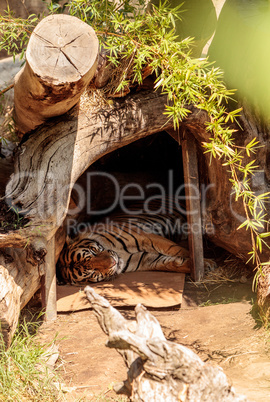 Bengal Tiger Panthera tigris