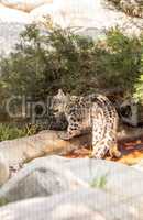 Snow leopard Panthera uncia