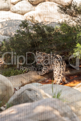 Snow leopard Panthera uncia