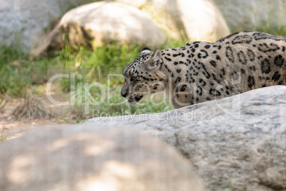 Snow leopard Panthera uncia