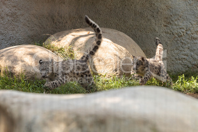 Snow leopard Panthera uncia