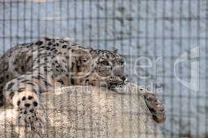 Snow leopard Panthera uncia