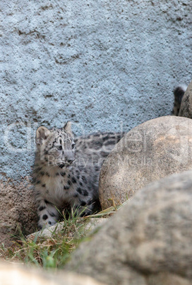 Snow leopard Panthera uncia