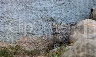 Snow leopard Panthera uncia