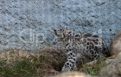 Snow leopard Panthera uncia