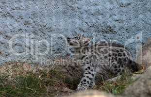 Snow leopard Panthera uncia