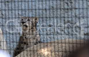 Snow leopard Panthera uncia