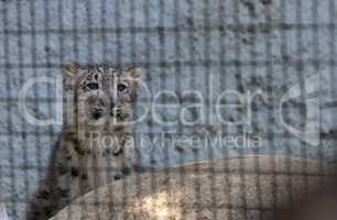 Snow leopard Panthera uncia