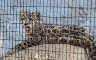 Snow leopard Panthera uncia