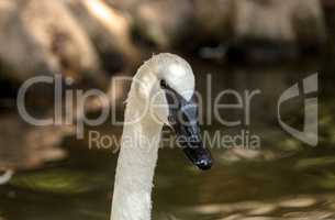 Trumpeter swan Cygnus buccinators