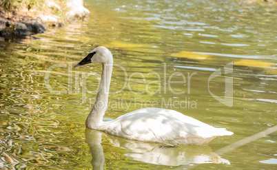 Trumpeter swan Cygnus buccinators