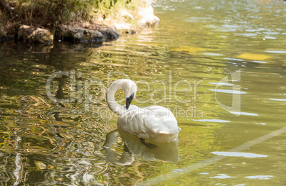 Trumpeter swan Cygnus buccinators