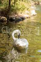 Trumpeter swan Cygnus buccinators