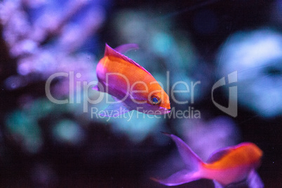 Pink Bicolor anthias fish Pseudanthias bicolor