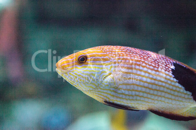 Blackfin hogfish Bodianus loxozonus