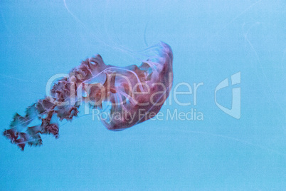 Black sea nettle jellyfish Chrysaora achlyos