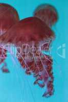 Black sea nettle jellyfish Chrysaora achlyos