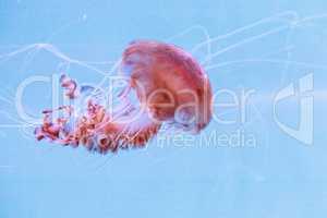 Black sea nettle jellyfish Chrysaora achlyos