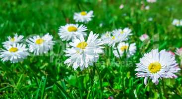 White daisies in green grass