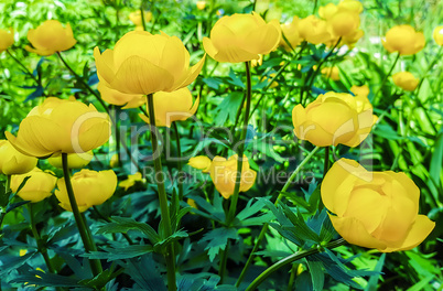 Beautiful yellow flowers Trollius asiaticus on flowerbed in gar