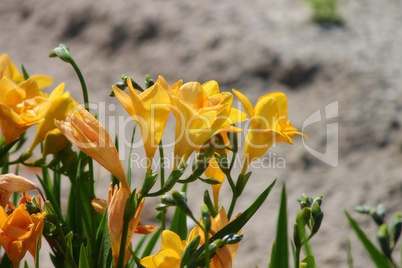 gelbe Blüten der Freesie