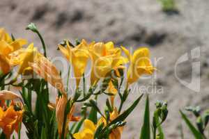 gelbe Blüten der Freesie