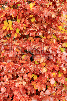 yellow wet leaves on the tree