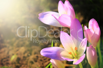 flowers of colchicum autumnale with sunny rays