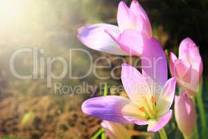 flowers of colchicum autumnale with sunny rays