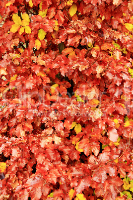 yellow wet leaves on the tree