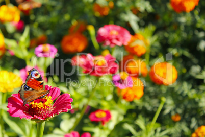 Macro of butterfly peacock eye collects nectar on the zinnia