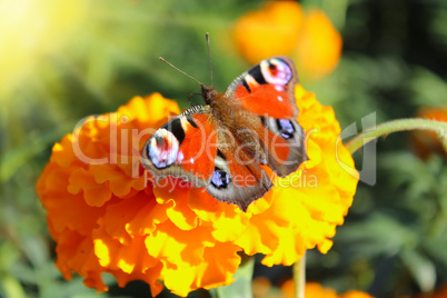 macro of butterfly collecting nectar on the marigolds