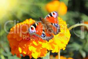 macro of butterfly collecting nectar on the marigolds