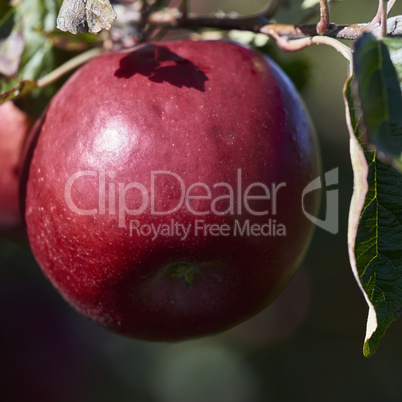 apfel