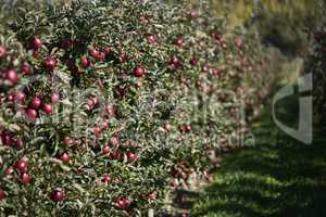 bodenseeäpfel