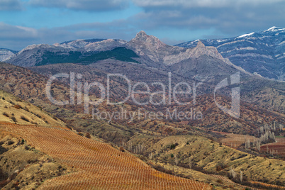 Vineyards. The Autumn Valley