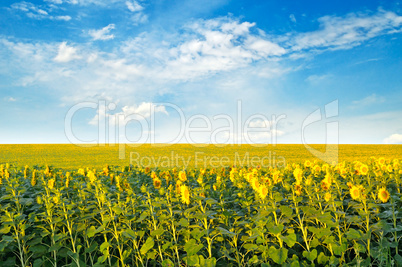 Field with blooming sunflowers and cloudy sky.