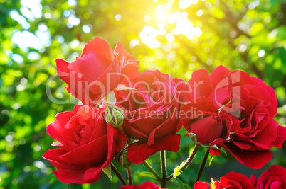 Beautiful roses in garden adn sun.