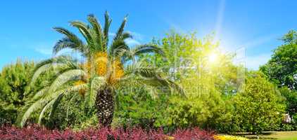 Summer park with tropical palm trees, flower beds and sun.