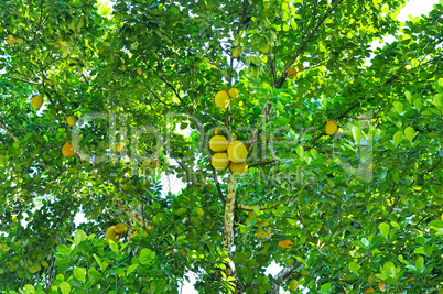 Ripe breadfruit (Artocarpus altilis) on a tree