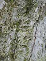 Bark of apple tree, close-up