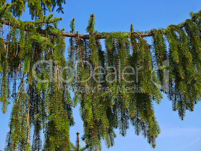 Big branch of Fir Tree