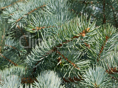 Blue fir needles as a texture