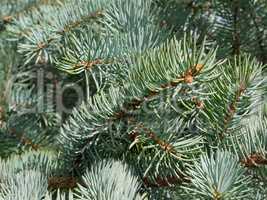 Blue fir needles as a texture