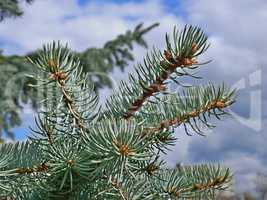 Blue fir twigs