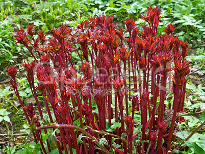 Dahlia young red sprouts