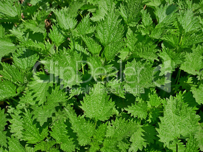 Young nettle plants