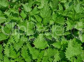 Young nettle plants