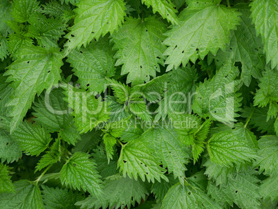 Young plants of stinging nettle